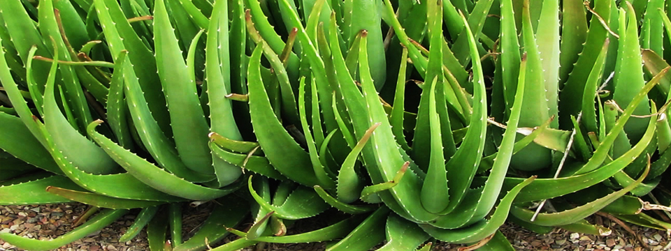 aloevera