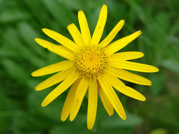 arnica