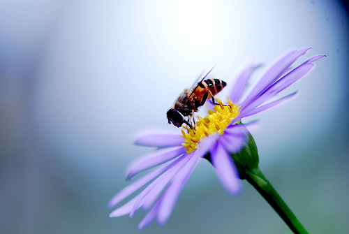 Bijenpollen