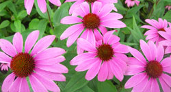 echinacea