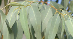 Eucalyptus