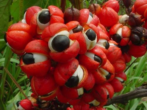 guarana