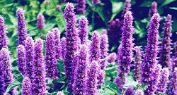 Hyssop