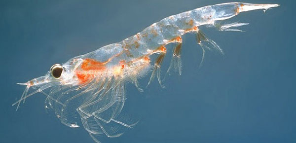 Krill