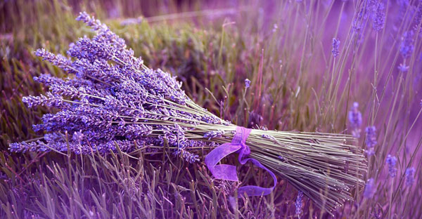 Lavendel