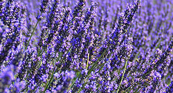 lavendel