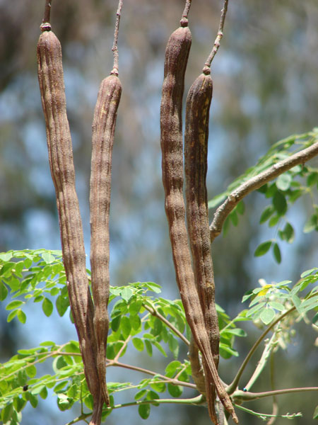 Moringa oleifera