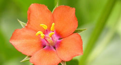 pimpernel