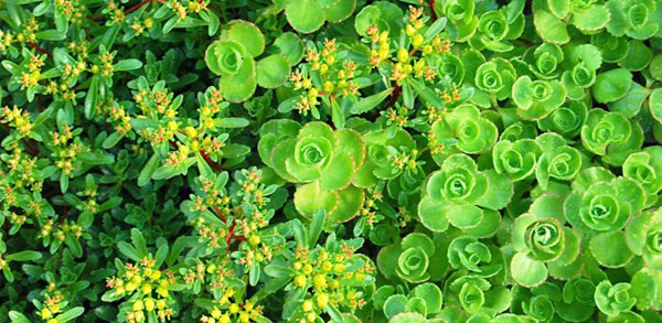 sedum