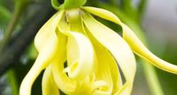 Ylang-Ylang