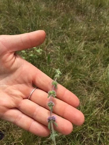 ongeboren boodschap